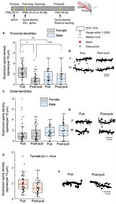 Sex differences in motor learning flexibility are accompanied by sex differences in mushroom spine pruning of the mouse primary motor cortex during adolescence